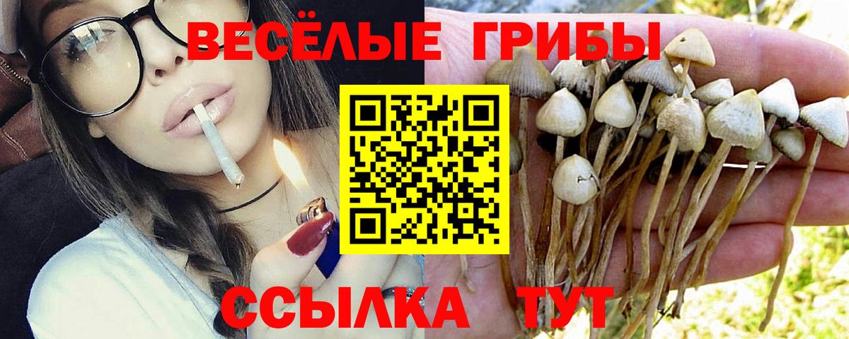 Псилоцибиновые грибы Cubensis  Вход с VPN  Кандалакша 